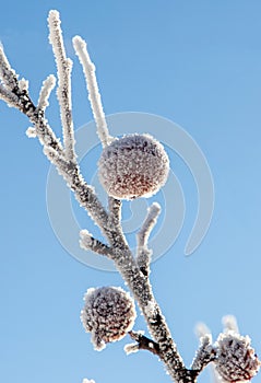 Frosted branch with apples
