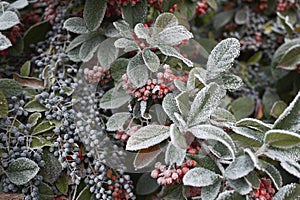 Frosted branch of Cotoneaster lacteus and Ligustrum lucid shrub in winter