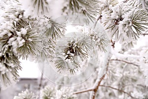 Frosted branch pine tree in the city park