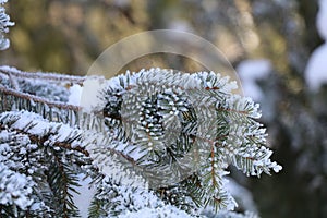 frosted branch of a spruce tree