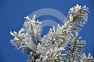 Frosted branches of a pine tree, blue sky