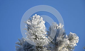 Frosted branches of a pine tree, blue sky.