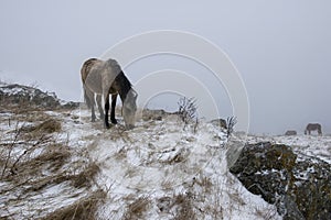 A frosted brown horse grazes on the winter highlands