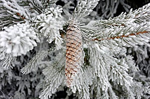 Frosted cone and branches of Norway spruce tree, winter season magic