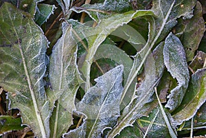 Frosted dandelion leaves autumn cold day closeup