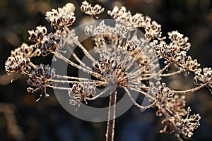 Frosted garden