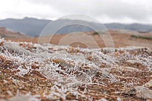 Frosted dry grass covered with snow