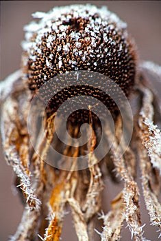 A Frosted Echinacea photo
