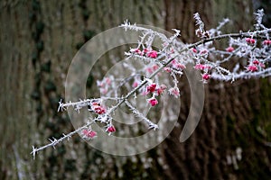 Frosted Euonymus europaeus branch with pink buds. photo