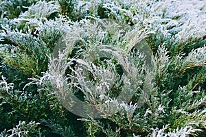 Frosted evergreen juniper in snow