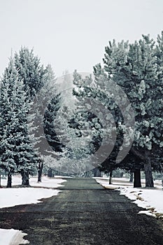 Frosted evergreen trees