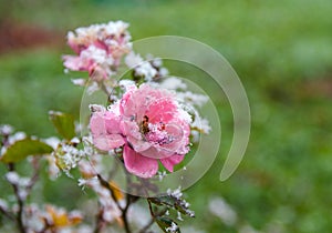 Frosted faded rose