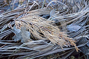 Frosted Fall Colored Foliage and Grass