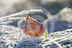 Frosted fallen autumnal leaf in close up