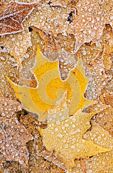 Frosted, Fallen Maple Leaves