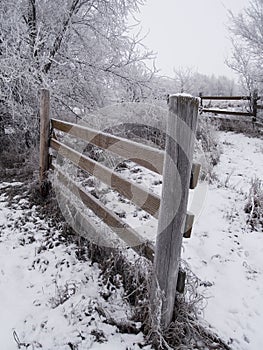 Frosted Fences