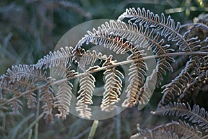 Frosted fern leaf