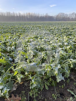 Frosted field of brassica plants