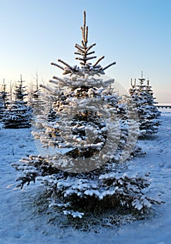 Frosted fir trees at dawn