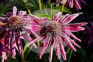 Frosted Flowers