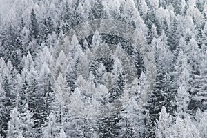 Frosted forest