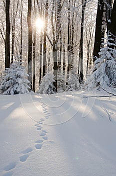 Frosted forest