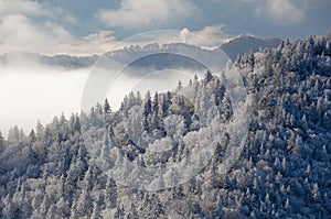 Frosted Forest Great Smoky Mountains