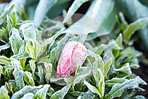 Frosted garden tulip