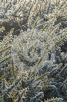 Frosted gorse bush