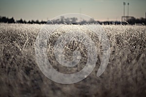 Frosted Grass