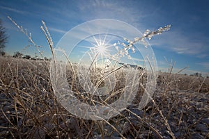 Frosted Grass