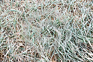 Frosted Grass