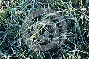 Frosted grass