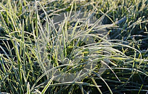 Frosted grass