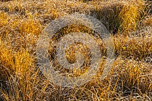 Frosted Grass