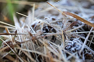 Frosted grass. Autumn, winter or spring. Weather change