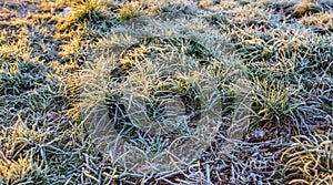 Frosted grass in the early morning sun