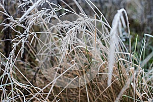 Frosted grass ears on a cold autumn morning