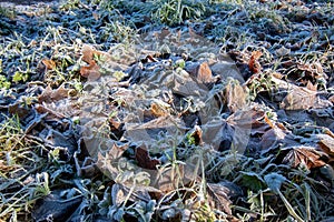 Frosted grass and maple leafs in winter
