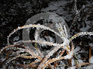 Frozen-plant