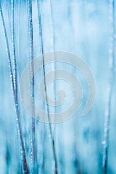 Frosted grass and plants