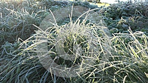 Frosted grass stem with rime at early autumn cold morning. 4K