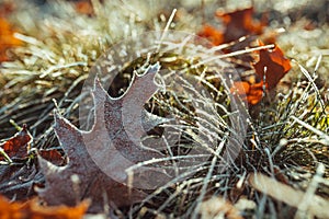 Frosted grass in sunlight and maple leaf