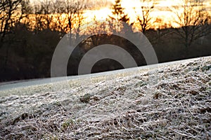 Frosted grass at sunrise