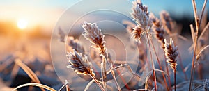 Frosted grass at sunset. Beautiful winter landscape. Nature background