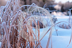 Frosted grass in winter close up