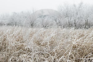 Frosted grass in the woods in winter