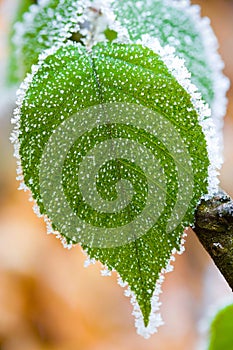 Frosted green leaf
