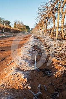 Frosted Ground Below Grape Vines in Winter.