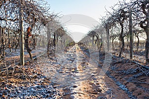 Frosted Ground Between Rows of Grape Vines.